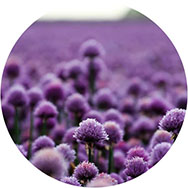 Affordable Purple Prom Dresses UK